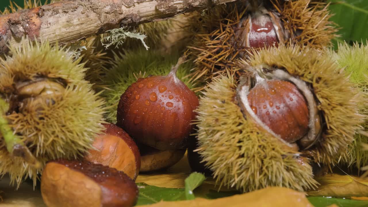 Reveal shot hard and though nutshell with spikes protecting the chestnut kernel