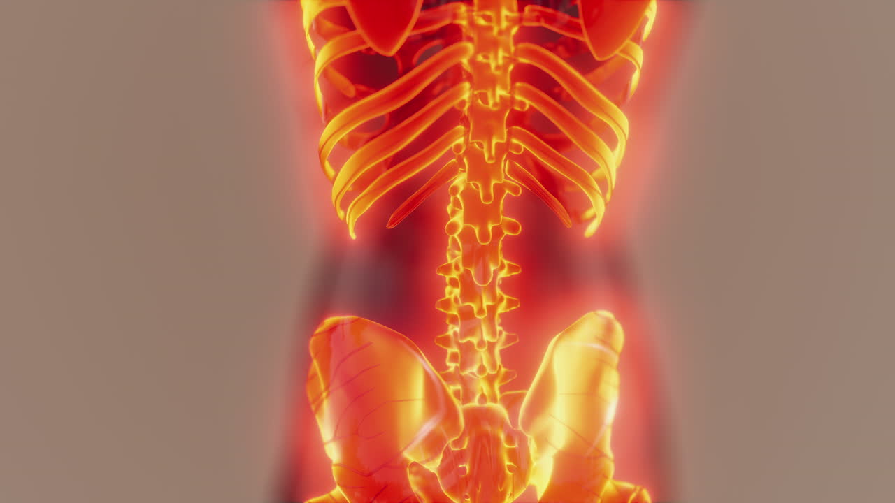 눈에 보이는 인간의 골격  ⁇