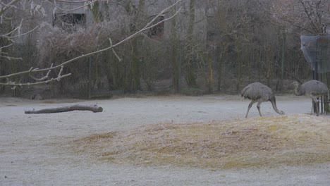 Ostriches-Graze-on-Floor-Within-Outside-Wildlife-Zoo-Enclosure