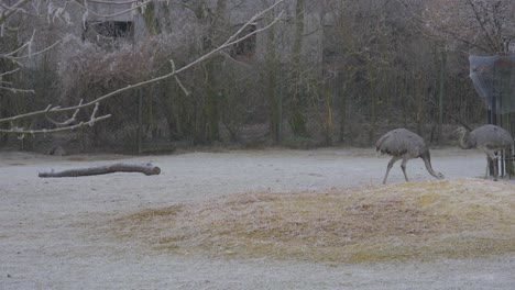 los avestruces pastan en el suelo dentro del recinto exterior del zoológico de vida silvestre
