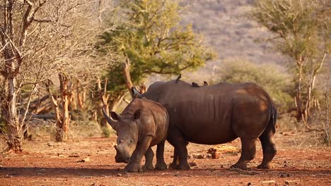 Juvenile-White-Rhino-by-mom-needs-to-scratch-in-evening-golden-light