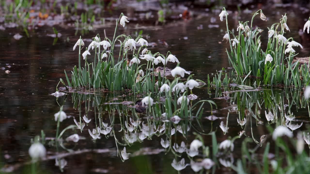 delicadas flores blancas crecen en el agua de inundación de la lluvia en un bosque en worcestershire, inglaterra