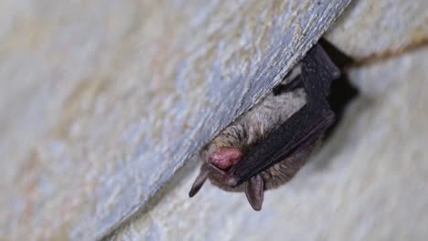 Hanging-on-a-cave-wall-in-Khao-Yai,-Nakhon-Ratchasima,-the-Kitti’s-hog-nosed-bat-Craseonycteris-thonglongyai-is-sleeping-during-the-day-while-waiting-for-the-night-to-fall