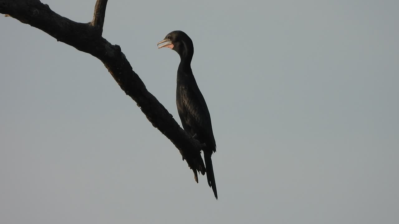 cormorán en el árbol - relajándose en el viento