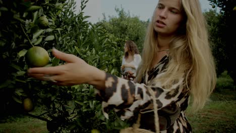 woman picking oranges from a tree
