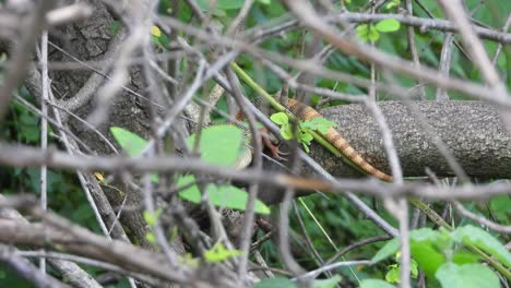 Lizard-having-matte-in-forest-