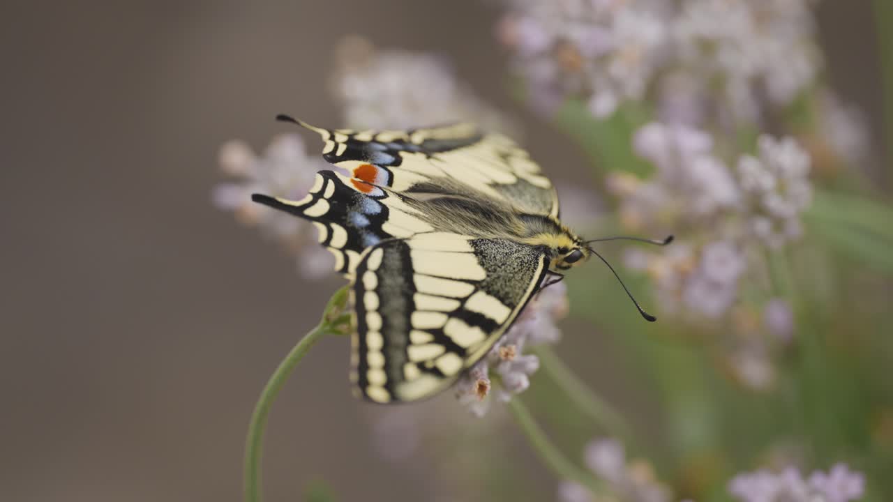 Scatto macro di una farfalla macaone appena schiusa su lavanda