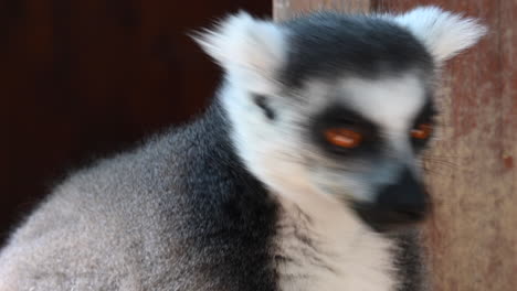 a lemur eats a carrot and looks with his orange eyes around him