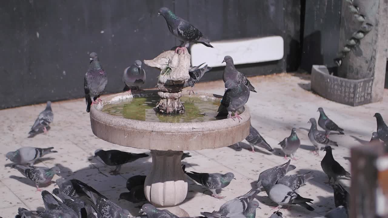 분수 에 있는 비둘기 들