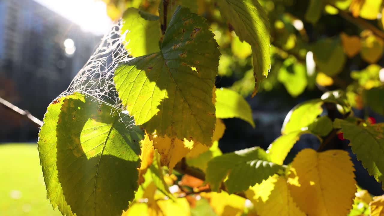 플래그스타프 정원 의 잎 에 있는 거미줄