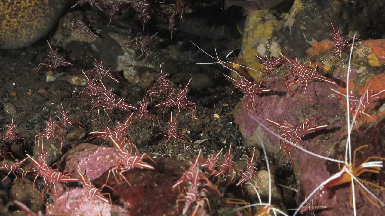 una masa de camarones rojos y blancos convergen en una cueva submarina debajo del océano