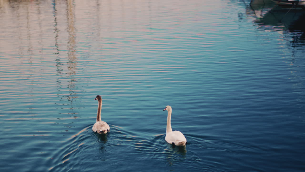 A serene moment of two swans gliding across still water in a marina