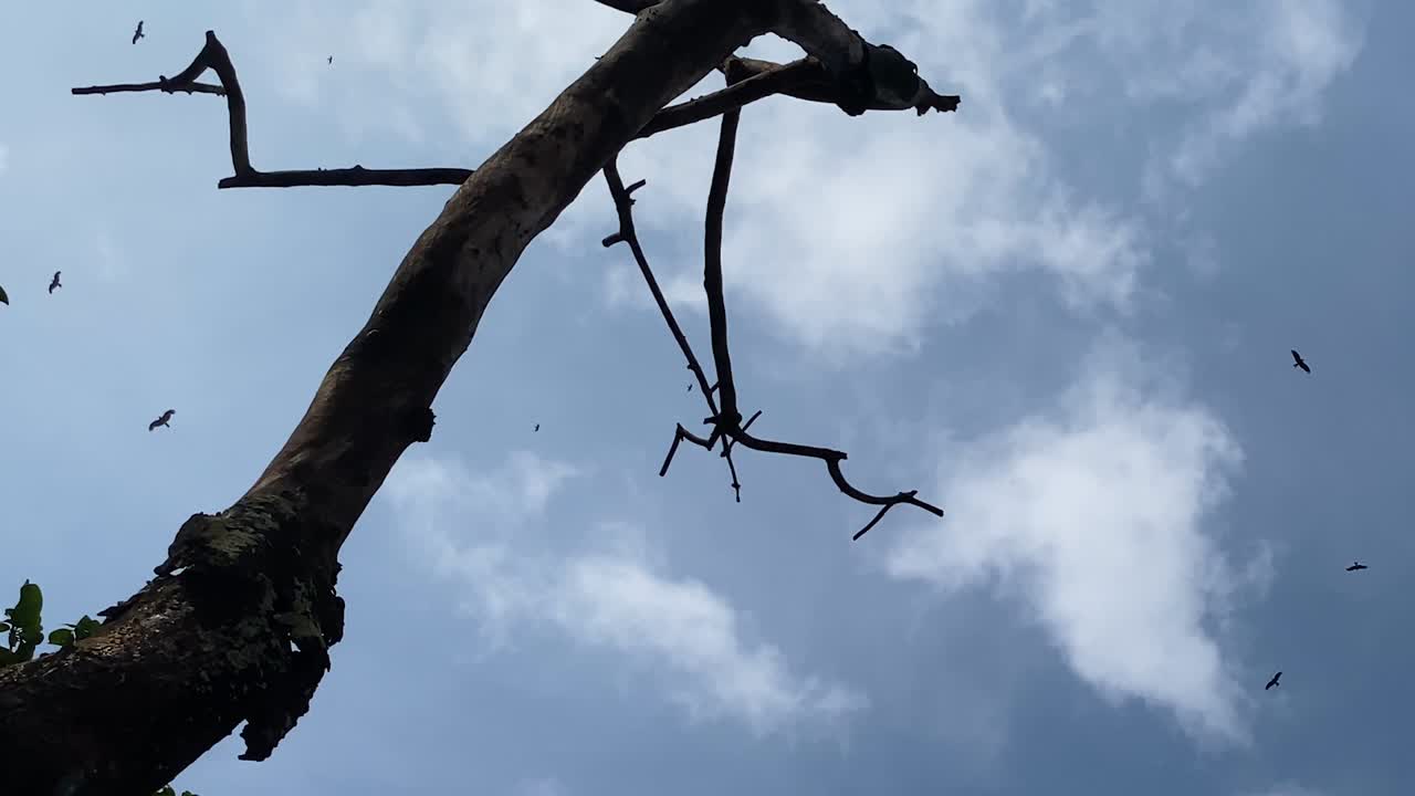 Eagle birds freely flying above blue cloudy sky over dead tree branch. Peaceful scenario of nature