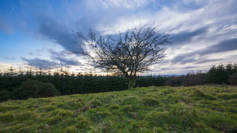 Zeitraffer-Einer-Ländlichen-Agrarlandschaft-Mit-Einem-Einzelnen-Baum-Im-Vordergrund-Und-Einem-Lokalen-Nadelwald-Im-Hintergrund-Während-Eines-Dramatischen-Wolkigen-Sonnenuntergangs-In-Der-Grafschaft-Roscommon-In-Irland