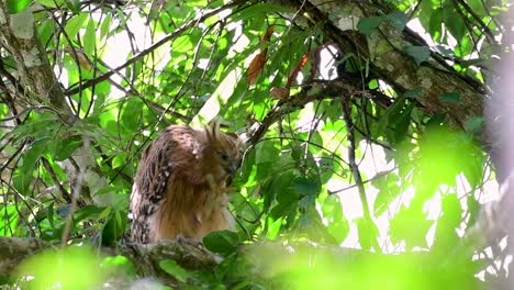 Die-Buffy-Fish-Owl-Ist-Eine-Große-Eule-Und-Doch-Die-Kleinste-Unter-Den-Vier-Fischeulen