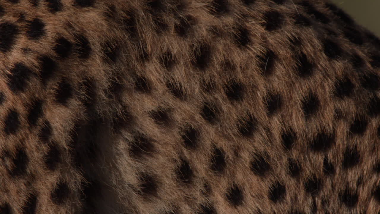 Close-up of a Cheetah's Spotted Fur and Face