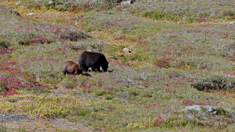 aerial drone shot of a mother bear and cub walking across a colorful alpine meadow in the wilderness