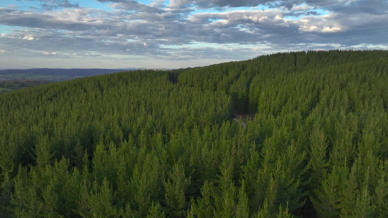 Aerial view of Pine tree forest in Australia