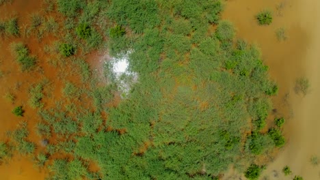 Grasbewachsene-Sträucher,-Die-In-Seichtem,-Braunem-Wasser-Wachsen,-Drohnen-Aus-Der-Luft,-Vogelaugensonne,-Die-Vom-Wasser-Reflektiert-Wird