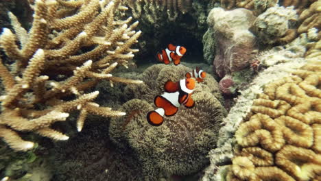 pez payaso en una anemona en un arrecife de coral