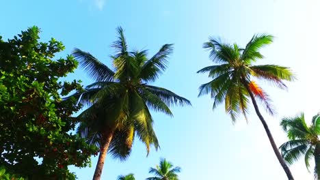 low angle shot of coconut trees with a passing bird - slow motion