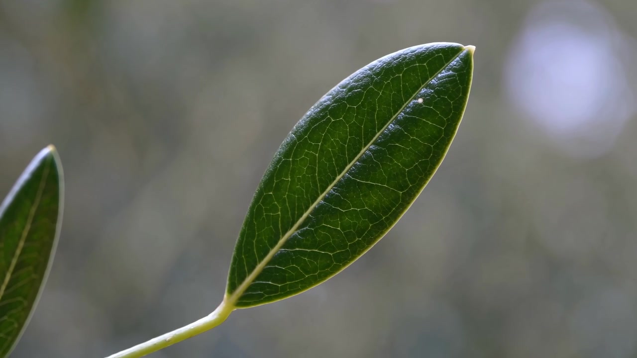 Close-up of a Single Green Olive Leaf on a Branch