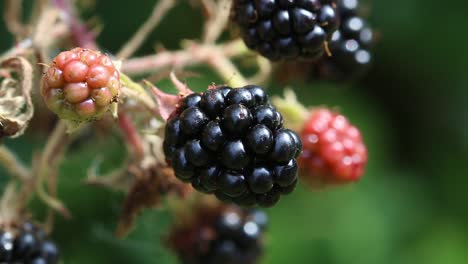 closeup of ripe blackberry on a bramble plant