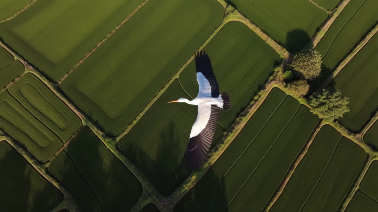 Stork Flying Over Rice Paddies