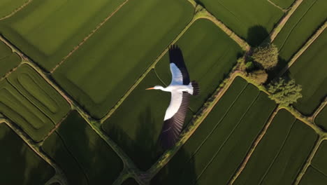 stork flying over rice paddies