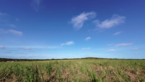 Left-trucking-shot-of-a-large-field-of-tropical-sugar-cane-on-farmland-in-Tibau-do-Sul-in-Rio-Grande-do-Norte-in-Northeastern-Brazil-on-a-warm-sunny-summer-day-with-a-clear-blue-sky