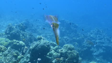 caribbean reef squid in the coral reef of caribbean sea around curacao