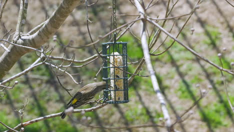 yellow rumped warbler at a suet bird-feeder during late-winter in south carolina