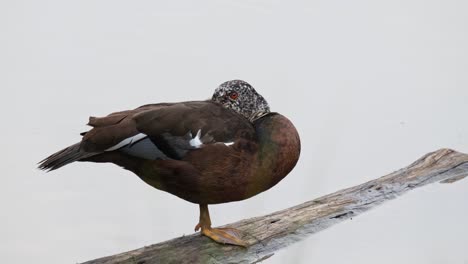 Pico-Dentro-De-Su-Ala-Mientras-Mira-Hacia-La-Cámara-Como-Se-Ve-Descansando-Sobre-Un-Tronco-En-El-Lago,-Pato-De-Alas-Blancas-Asarcornis-Scutulata,-Tailandia