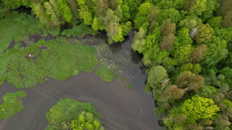 Drone-view-of-the-river-floodplain,-the-forest-alongside-it,-and-high-voltage-power-lines