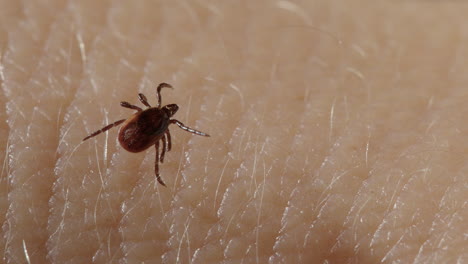 Macro-detailed-shot-of-ectoparasitic-tick-walking-on-human-skin-with-fine-hairs