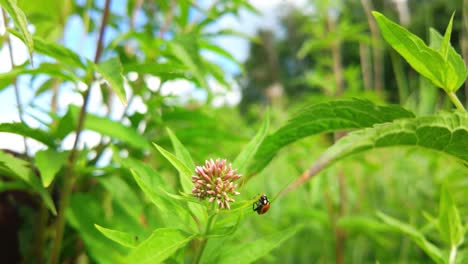 una mariposa en una flor rosa rodeada de frondoso follaje verde en un día soleado