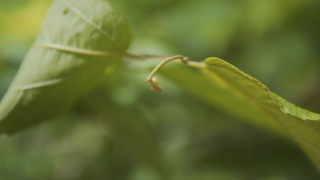 잎의 클로즈업 - 잎을 가로지르는 느린 촬영