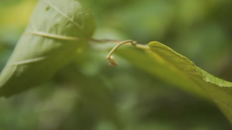 Nahaufnahme-Von-Blättern-–-Langsamer-Schwenk-über-Die-Blätter