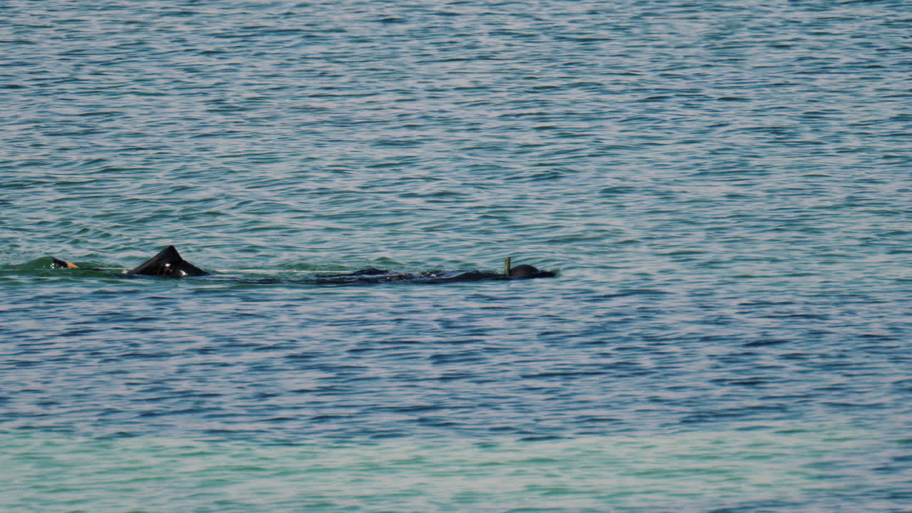 View of a man snorkeling in clear, calm, turquoise-blue water