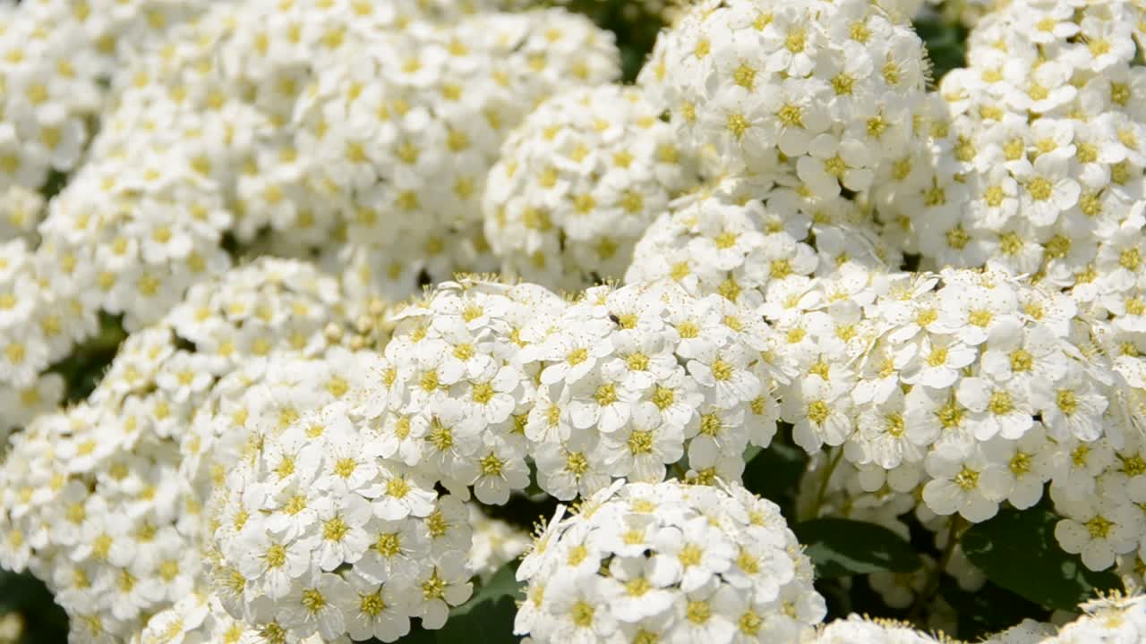 Flores de primavera