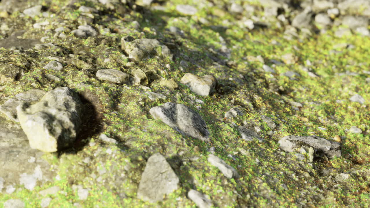 Natures textures reveal vibrant moss and rocks in a natural habitat setting