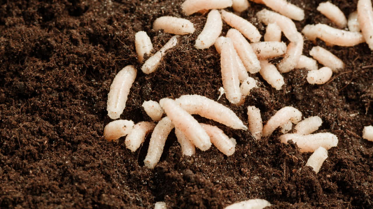 Mealworms in Soil