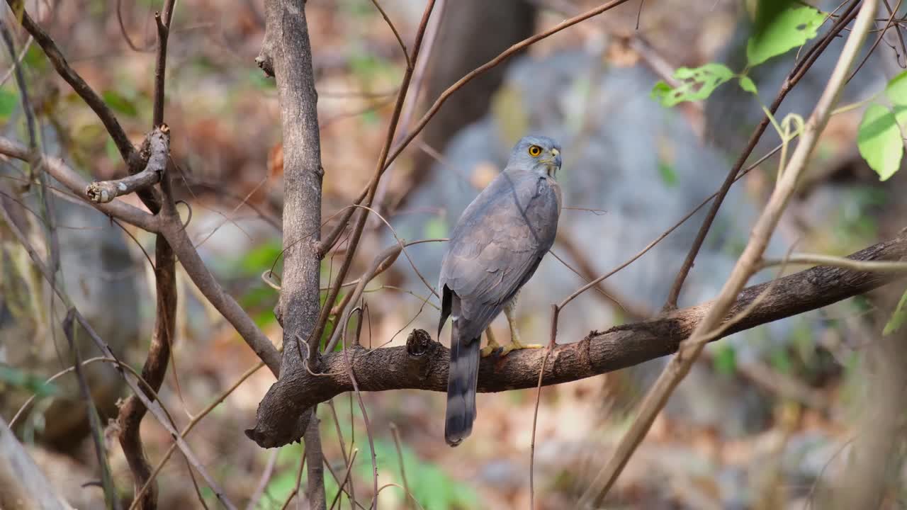 visto desde su parte trasera mirando hacia la derecha en lo profundo de un bosque en verano, accipiter trivirgatus, tailandia