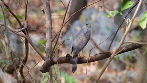 Seen-from-its-backside-facing-to-the-right-deep-in-a-forest-in-summer,-Crested-Goshawk-Accipiter-trivirgatus,-Thailand