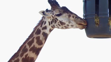 a feeding giraffe, close up