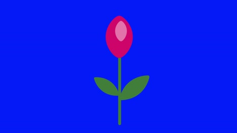 farbenfrohe einfache animation einer einzigen rosa blütenknospe, die auf einem blauen bildschirm in 4k isoliert ist