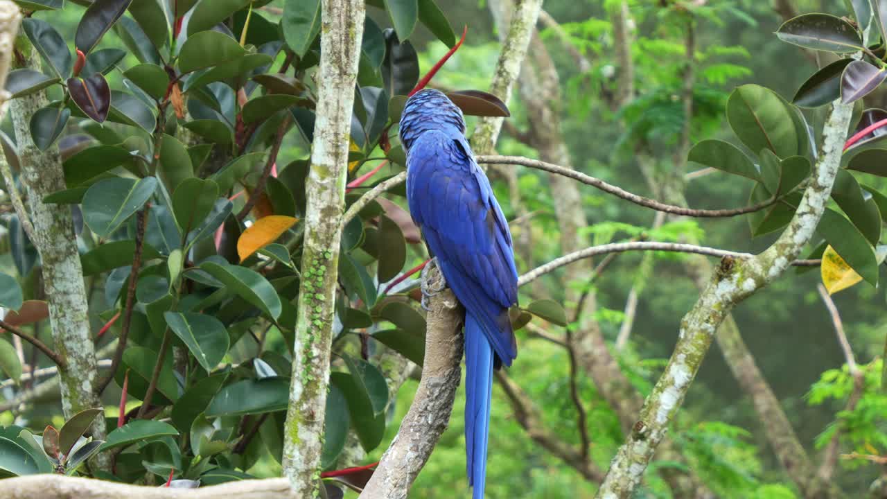 el guacamayo jacinto, anodorhynchus hyacinthinus con un llamativo plumaje azul, encaramado en una rama de árbol, preguntándose con curiosidad por su entorno, fotografía de cerca de una especie de ave vulnerable