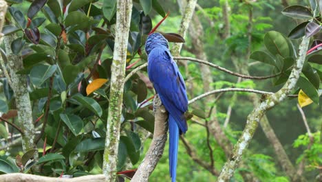 Guacamayo-Jacinto,-Anodorhynchus-Hyacinthinus-Con-Llamativo-Plumaje-Azul,-Encaramado-En-La-Rama-De-Un-árbol,-Curiosamente-Preguntándose-Por-El-Entorno-Que-Lo-Rodea,-Primer-Plano-De-Una-Especie-De-Ave-Vulnerable