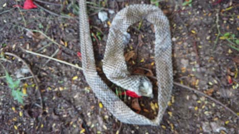 la serpiente de rata india, la mucosa ptyas, también conocida como serpiente dhaman, se despojó de la piel en el suelo