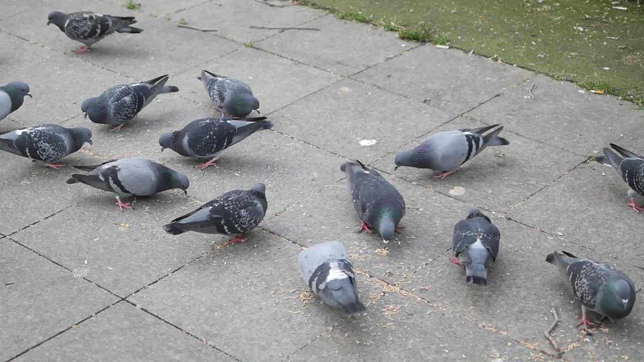 Pombos Comendo Restos de Comida no Pavimento Urbano